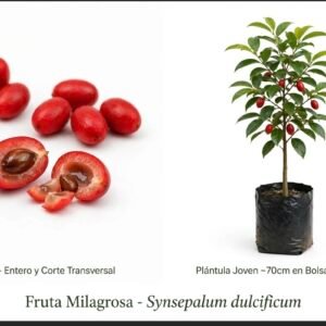 Árbol de la Fruta milagrosa