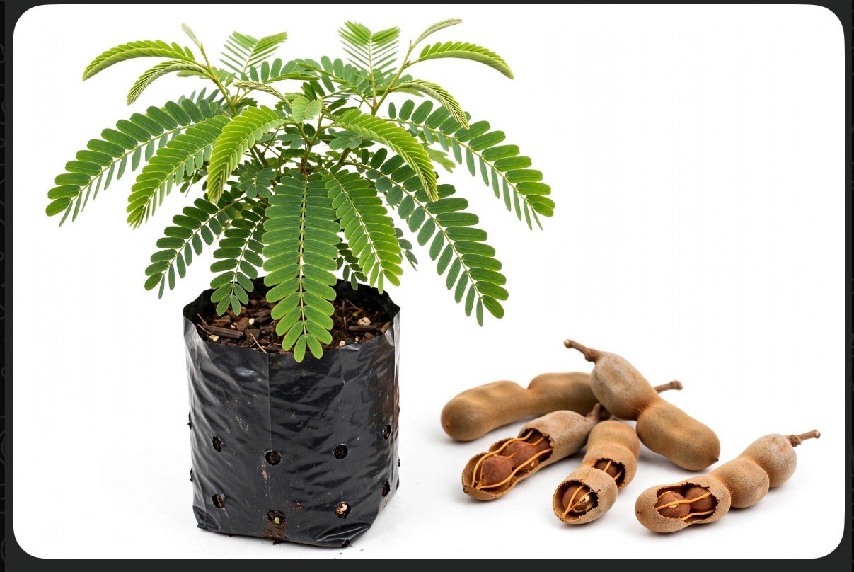 Árbol de Tamarindo