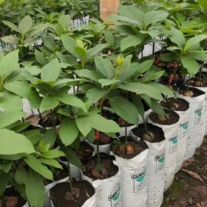 Aguacate Hass sobre Nativo