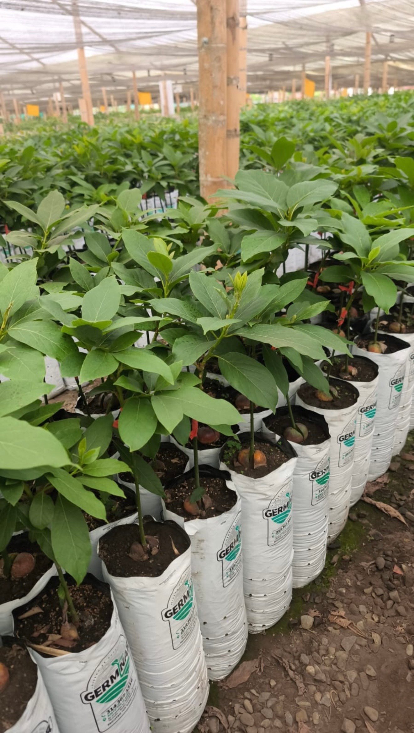 Aguacate Hass sobre Nativo