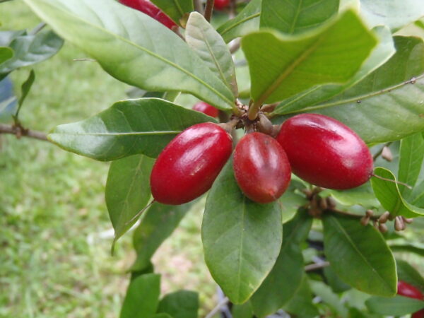 Árbol de la Fruta milagrosa - Image 2