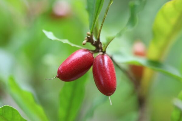 Árbol de la Fruta milagrosa - Image 3