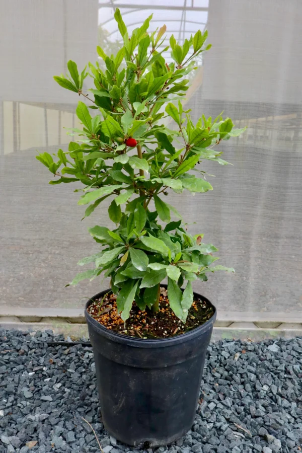Árbol de la Fruta milagrosa - Image 5