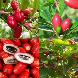 Árbol de la Fruta milagrosa