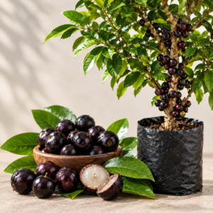 Jaboticaba