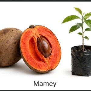 Mamey