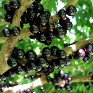 Jaboticaba