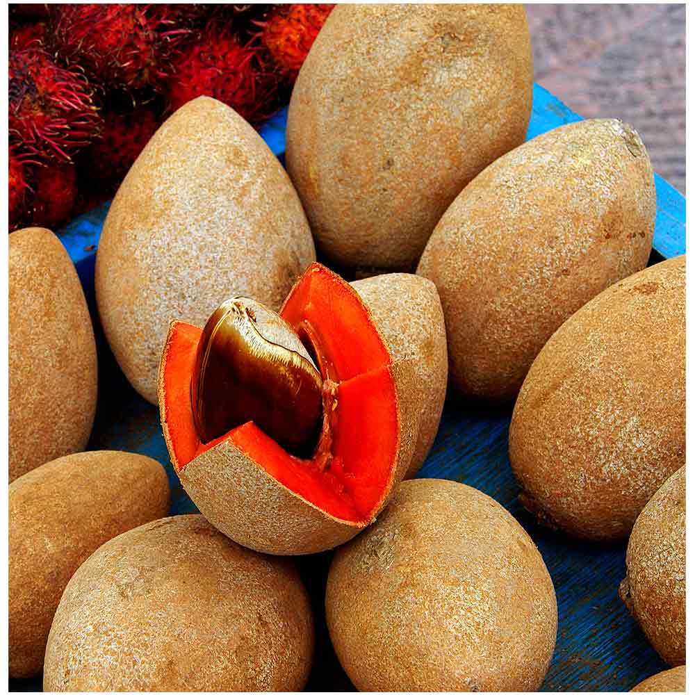 Zapote costeño - Image 3