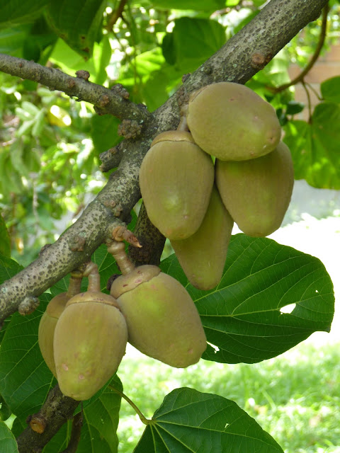 Zapote costeño - Image 2