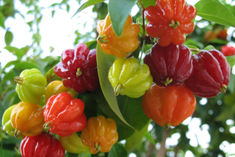 Grosella pitanga - Image 3