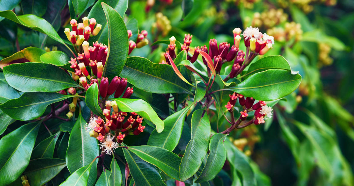 Clavos de olor - Image 2