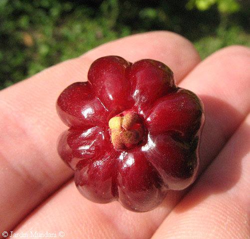 Grosella pitanga - Image 2