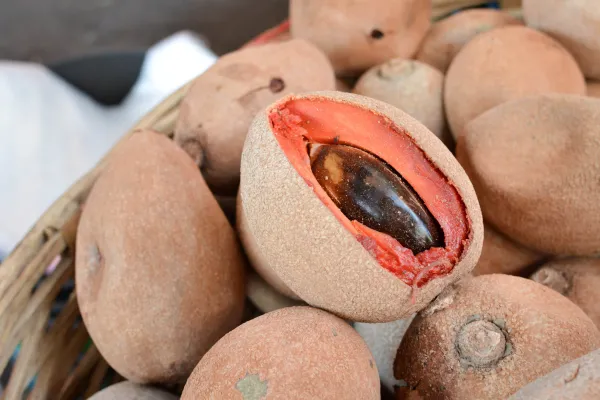 Zapote costeño - Image 5