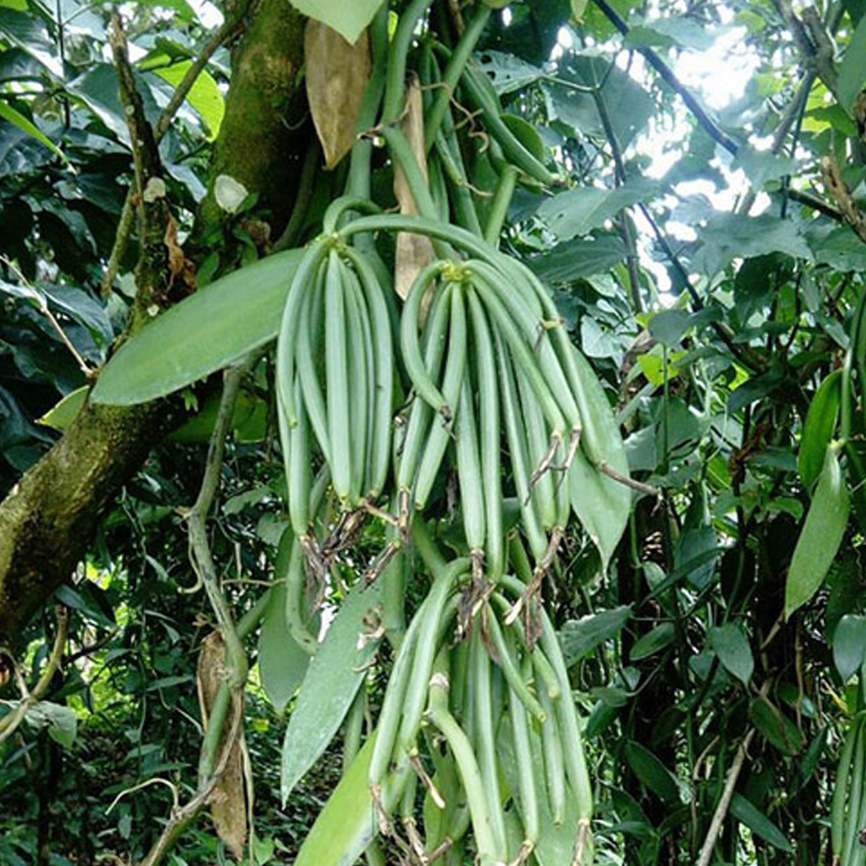 Vainilla (Solo bajo pedido) - Image 4