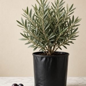 Olivo