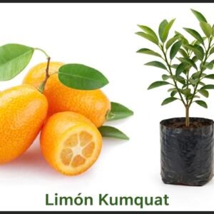 Limón KUMQUAT