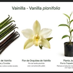 Vainilla