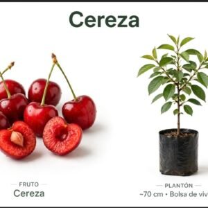 Cereza