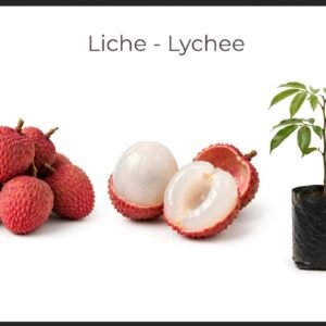 Lichi