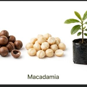 Macadamia