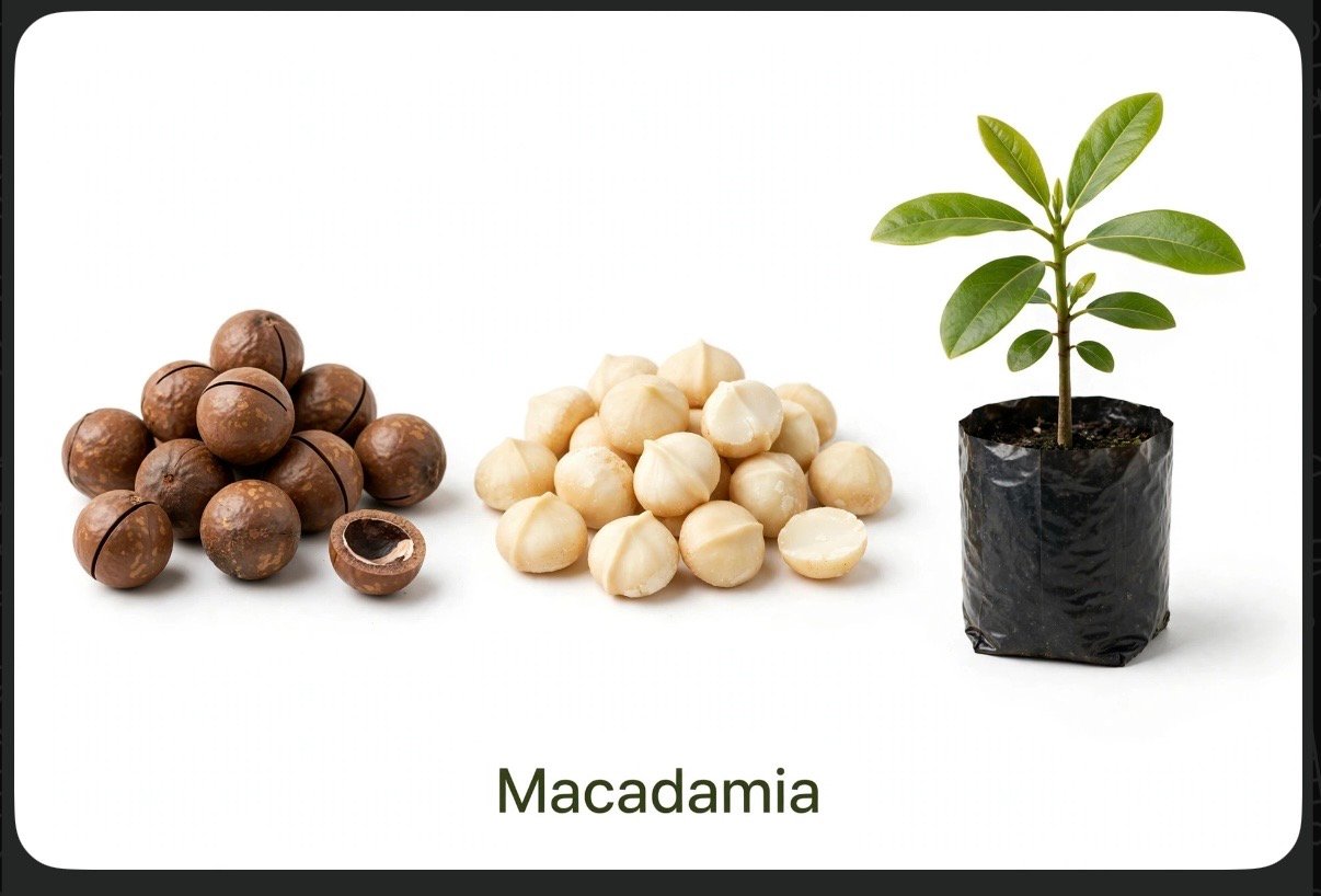 Macadamia