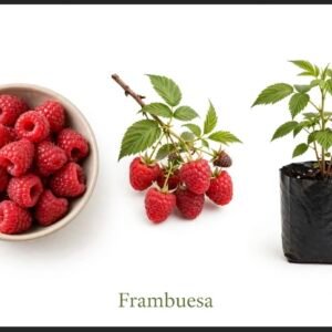 Frambuesa