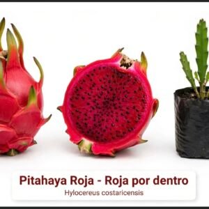 Fruta del dragón