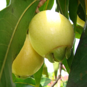 Poma rosa blanca perfumada