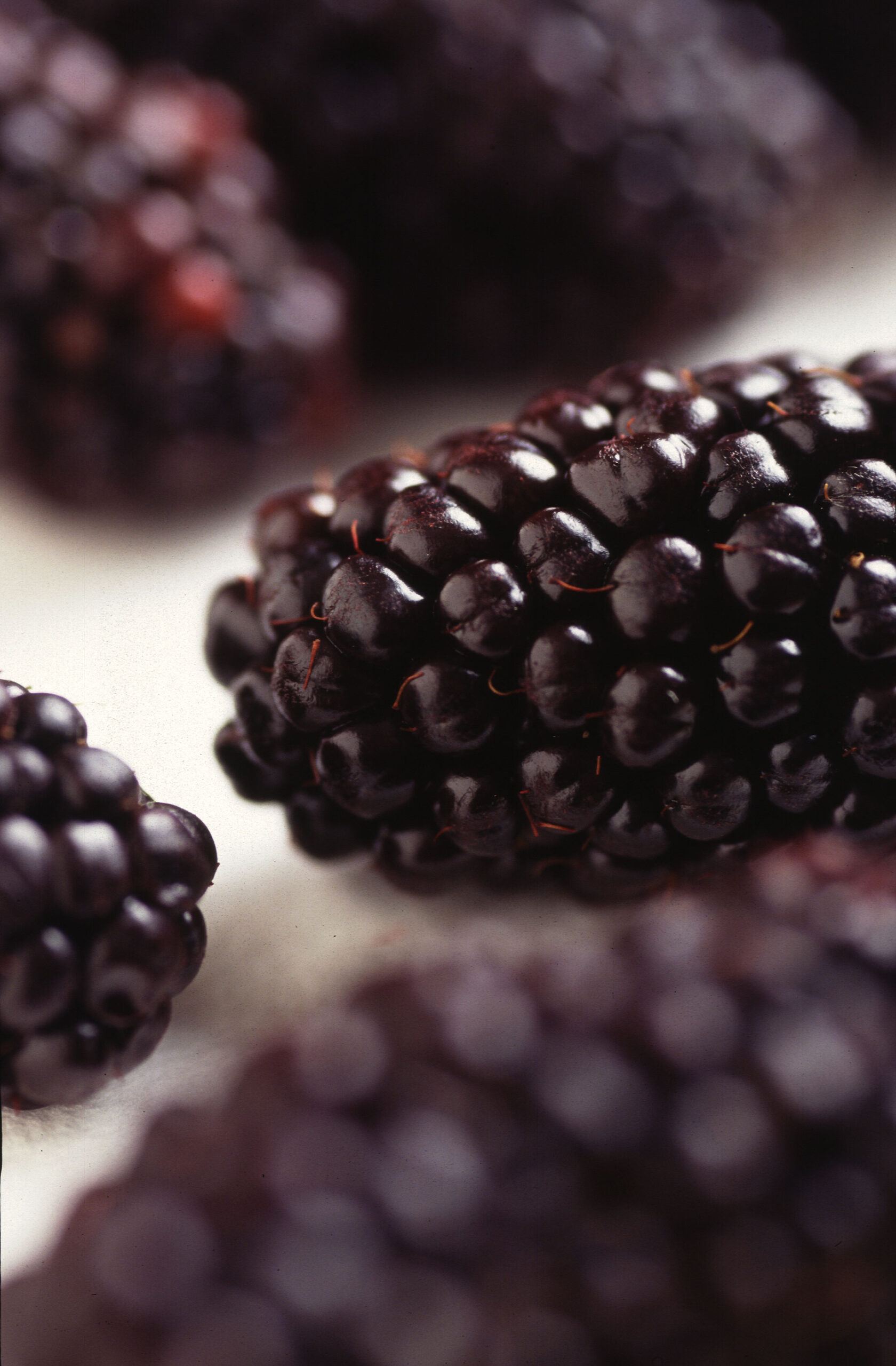 Mora negra BlackBerry - Image 2