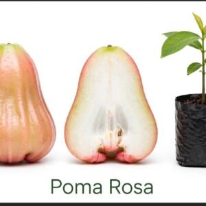 Poma rosa