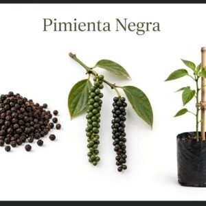 Pimienta