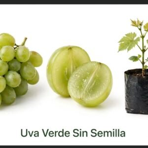 Uva verde sin semilla