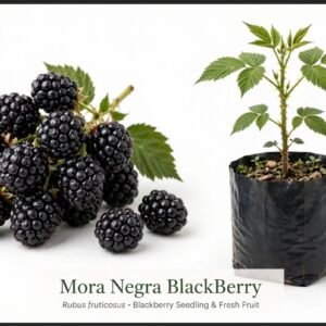 Mora negra BlackBerry
