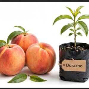 Durazno