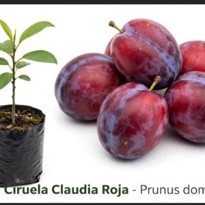 Ciruela