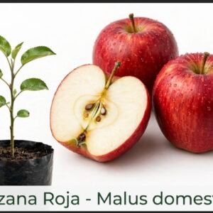 Manzana