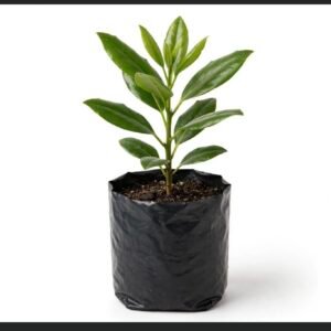Laurel