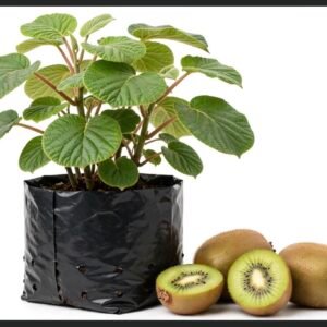Kiwi ( solo para reservar)
