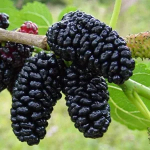 Mora negra BlackBerry
