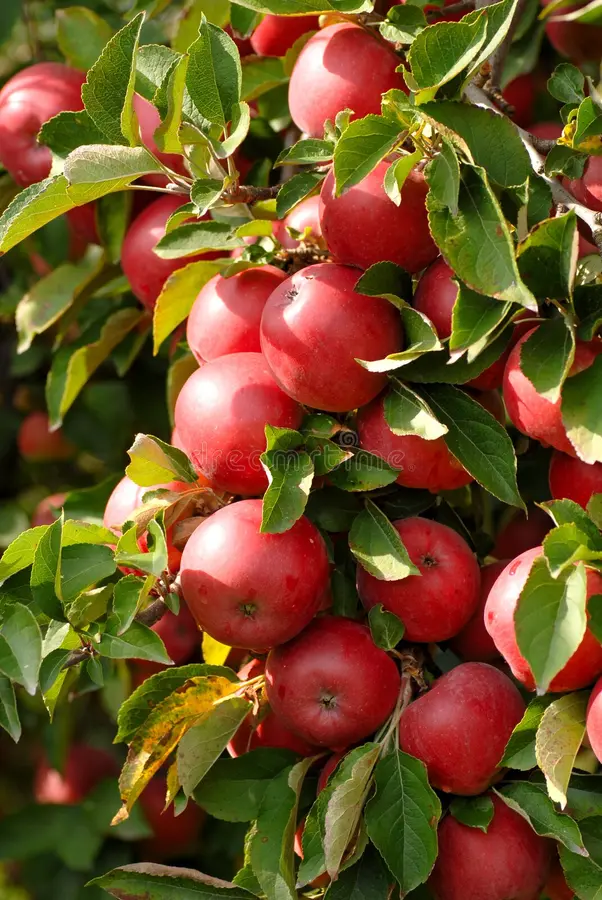 Manzana - Image 4