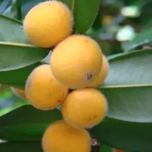 Jaboticaba amarilla