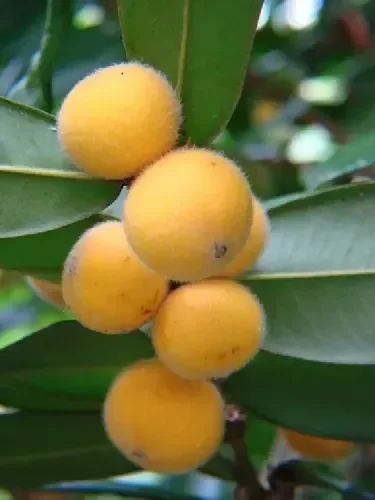 Jaboticaba amarilla