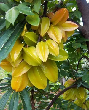 Carambolo - Image 2