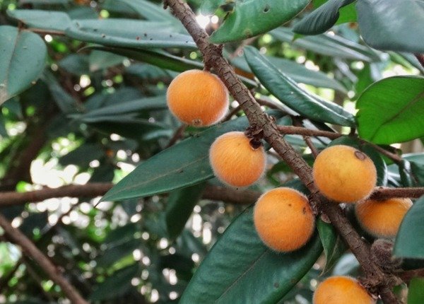 Jaboticaba amarilla - Image 2
