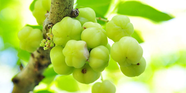 Grosella verde - Image 3