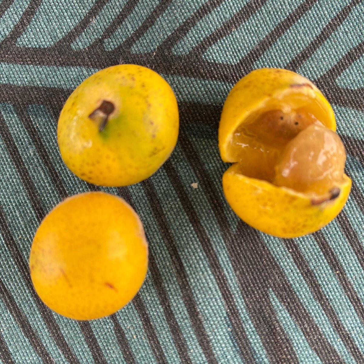 Jaboticaba amarilla - Image 3