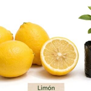 Limón Americano