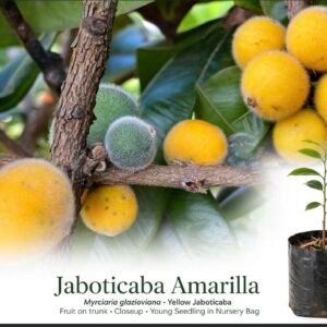 Jaboticaba amarilla