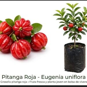 Grosella pitanga