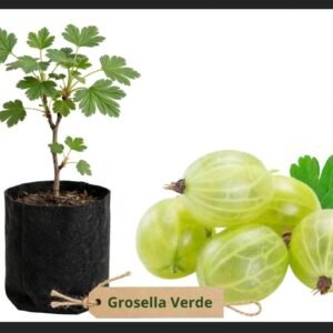 Grosella verde